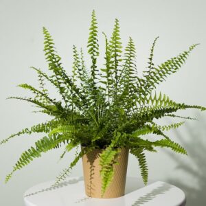 Boston Fern Plant