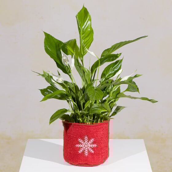 Peace Lily in Snowflake Pot