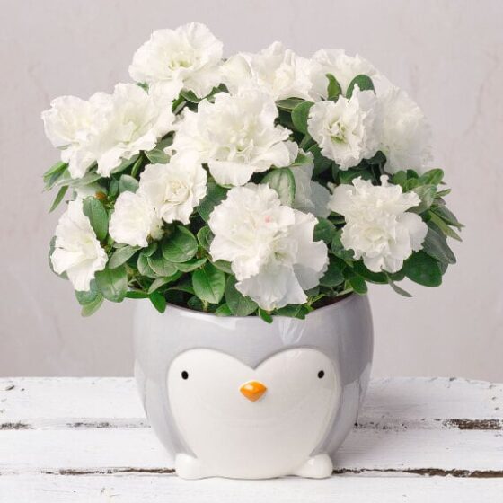 White Azalea in Ceramic Penguin Pot